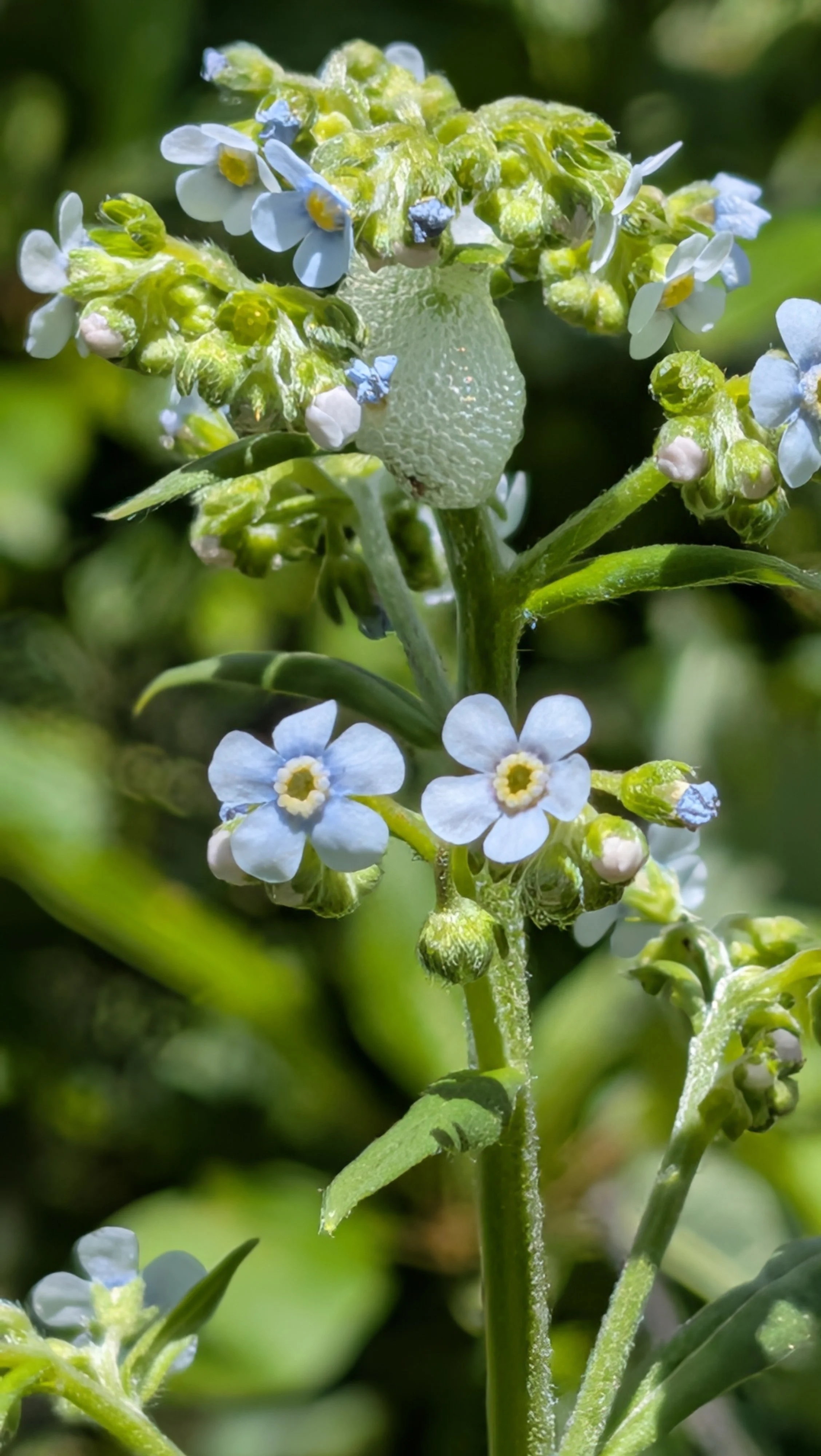 El Paso County Wildflower Project - Many-flowered stickseed