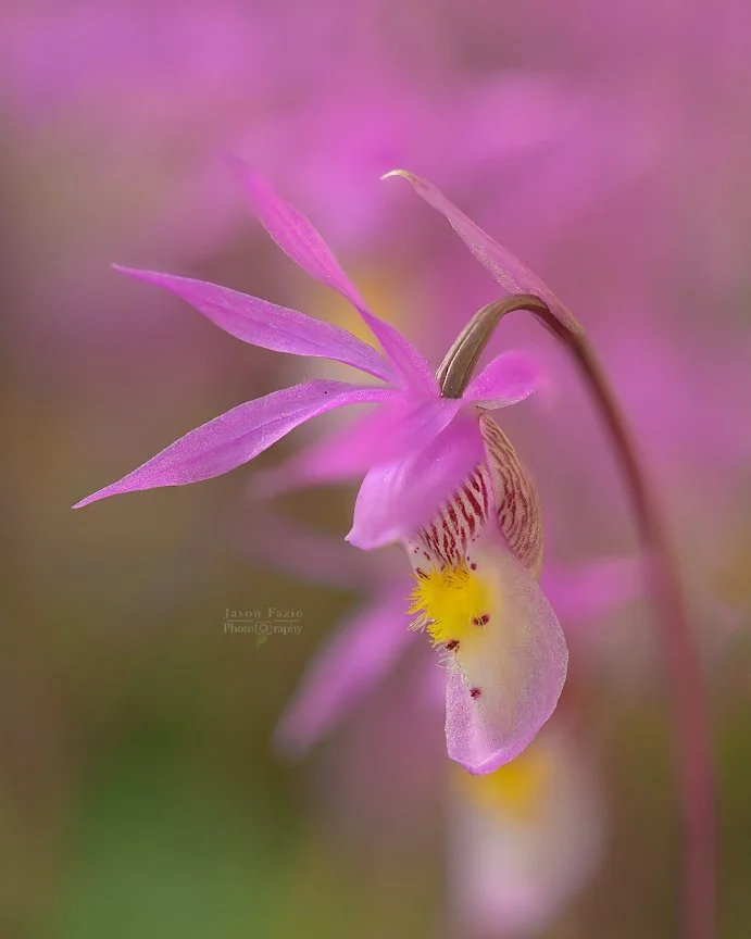 El Paso County Wildflower Project - Fairy Slipper Orchid