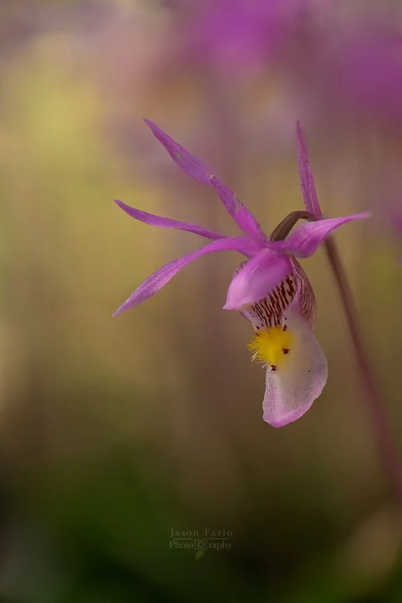 El Paso County Wildflower Project - Fairy Slipper Orchid