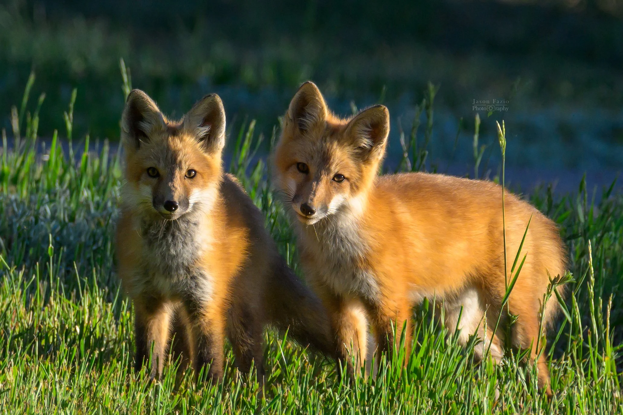 Jason Fazio - June 06, 2024-05-30-49-3-Edit_2062x1374_U_100_Full resolution.jpg