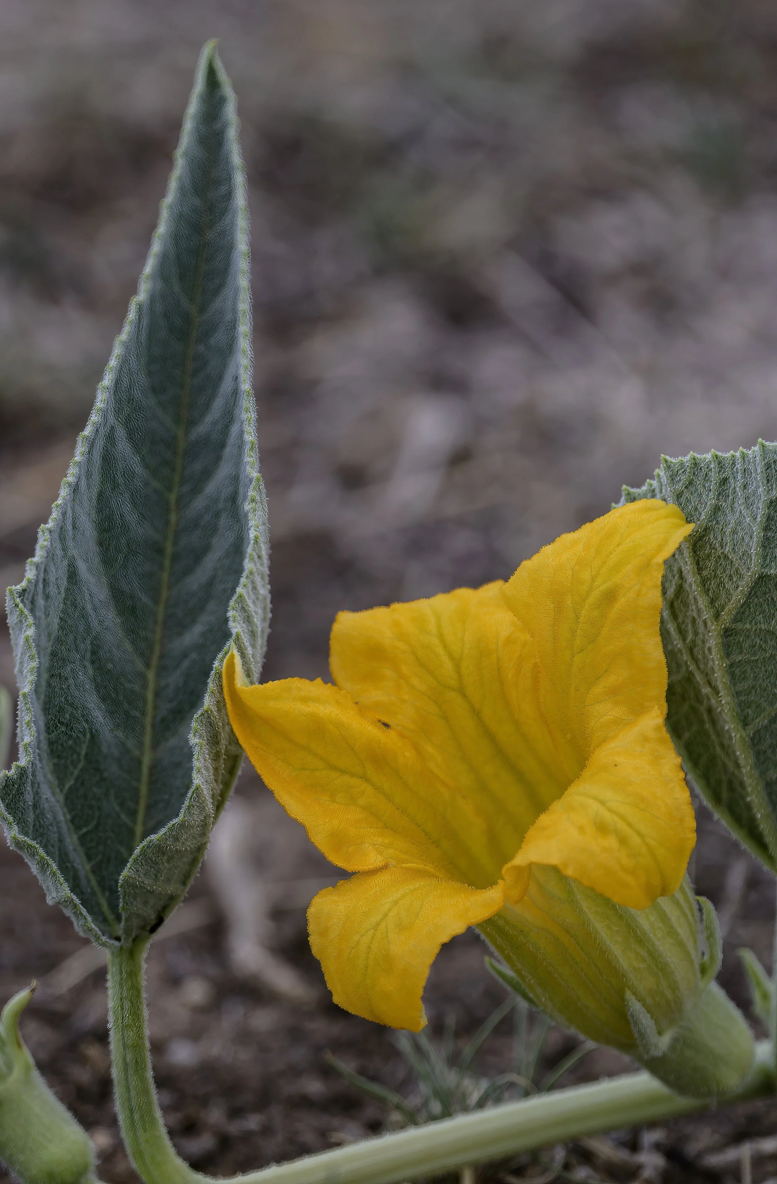 El Paso County Wildflower Project - Buffalo Gourd - David Bowers