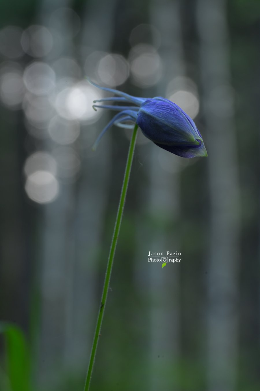 Blue Columbine flower bud photographed at f/11 showing increased depth of field, moderate background blur, and Aspen trees with greater definition behind the flower.