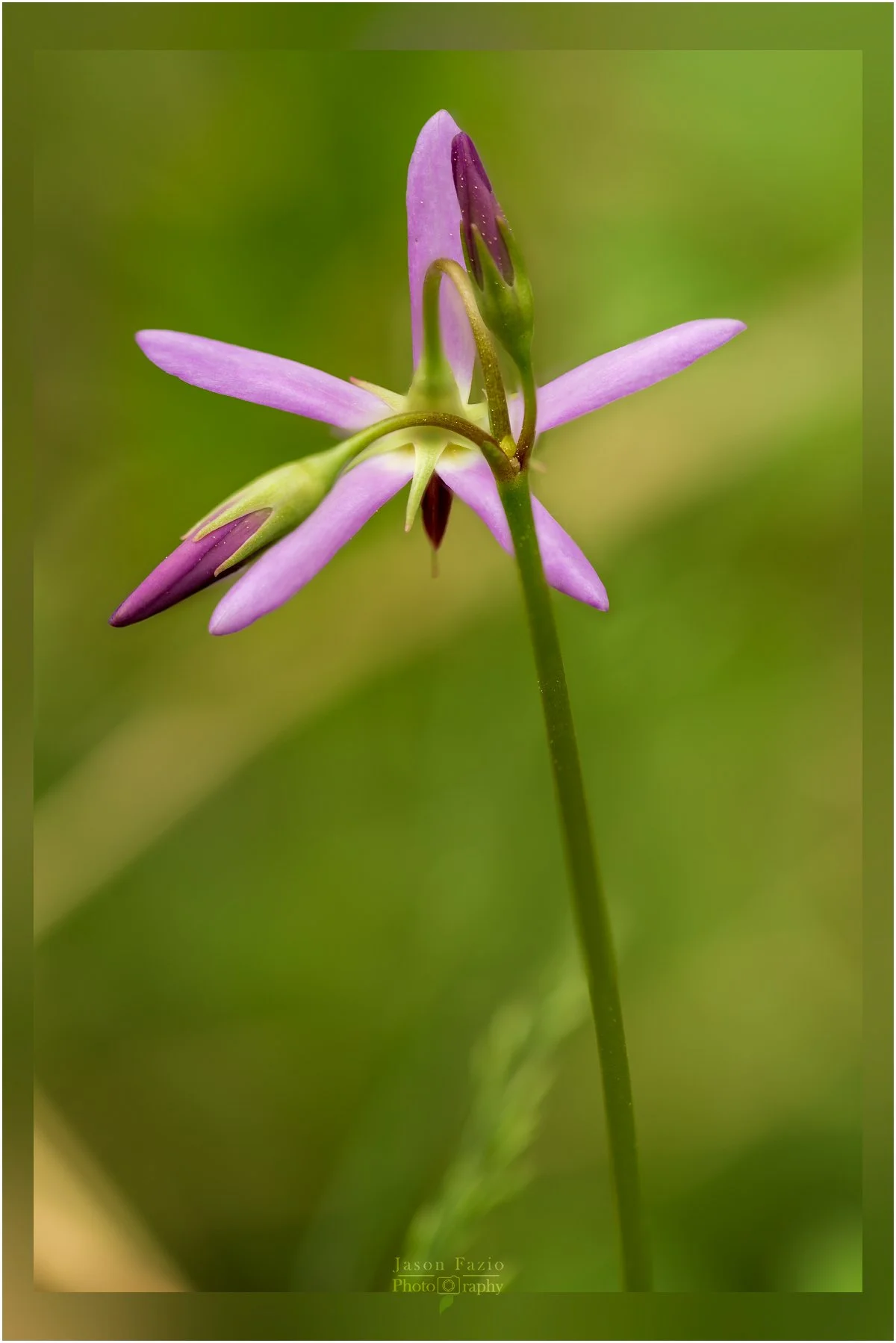 El Paso County Wildflower Project - Dark-throated Shooting Star