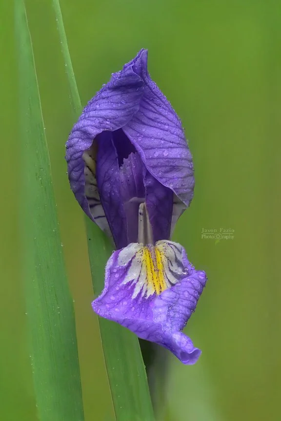 El Paso County Wildflower Project - Western Blue Flag Iris