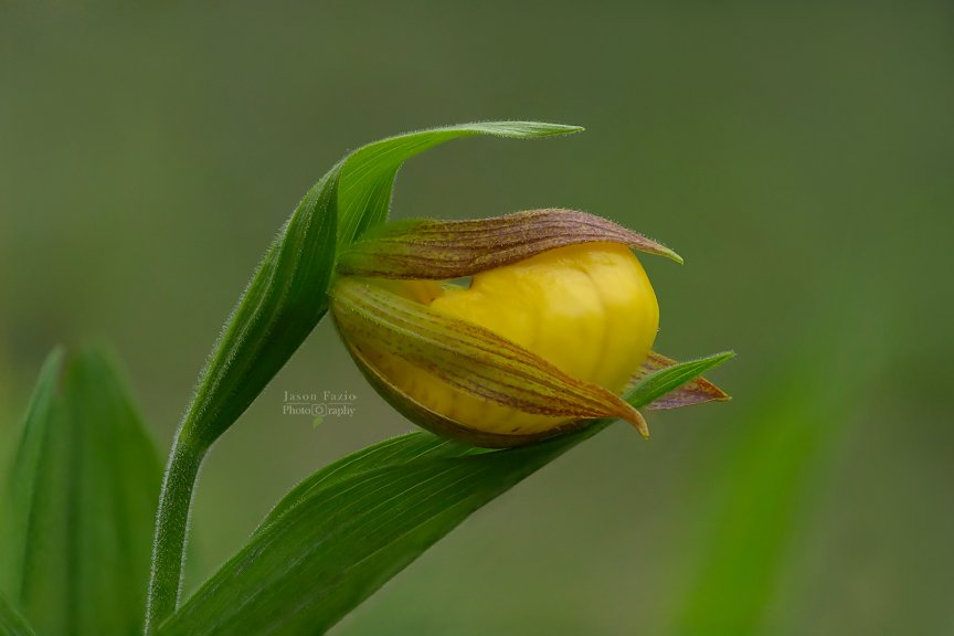 El Paso County Wildflower Project - Yellow Lady's Slipper