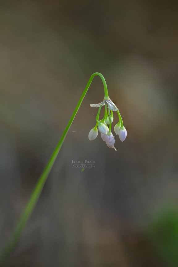 El Paso County Wildflower Project - Nodding Onion - Jason Fazio