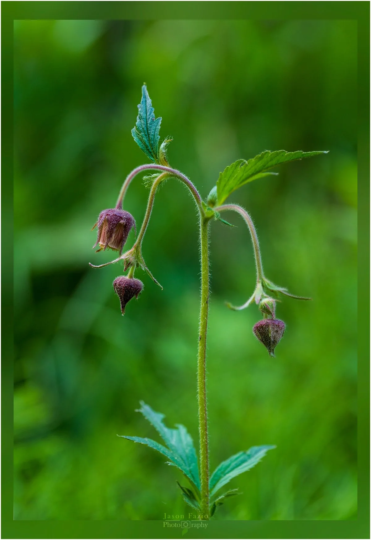 El Paso County Wildflower Project - Water Avens
