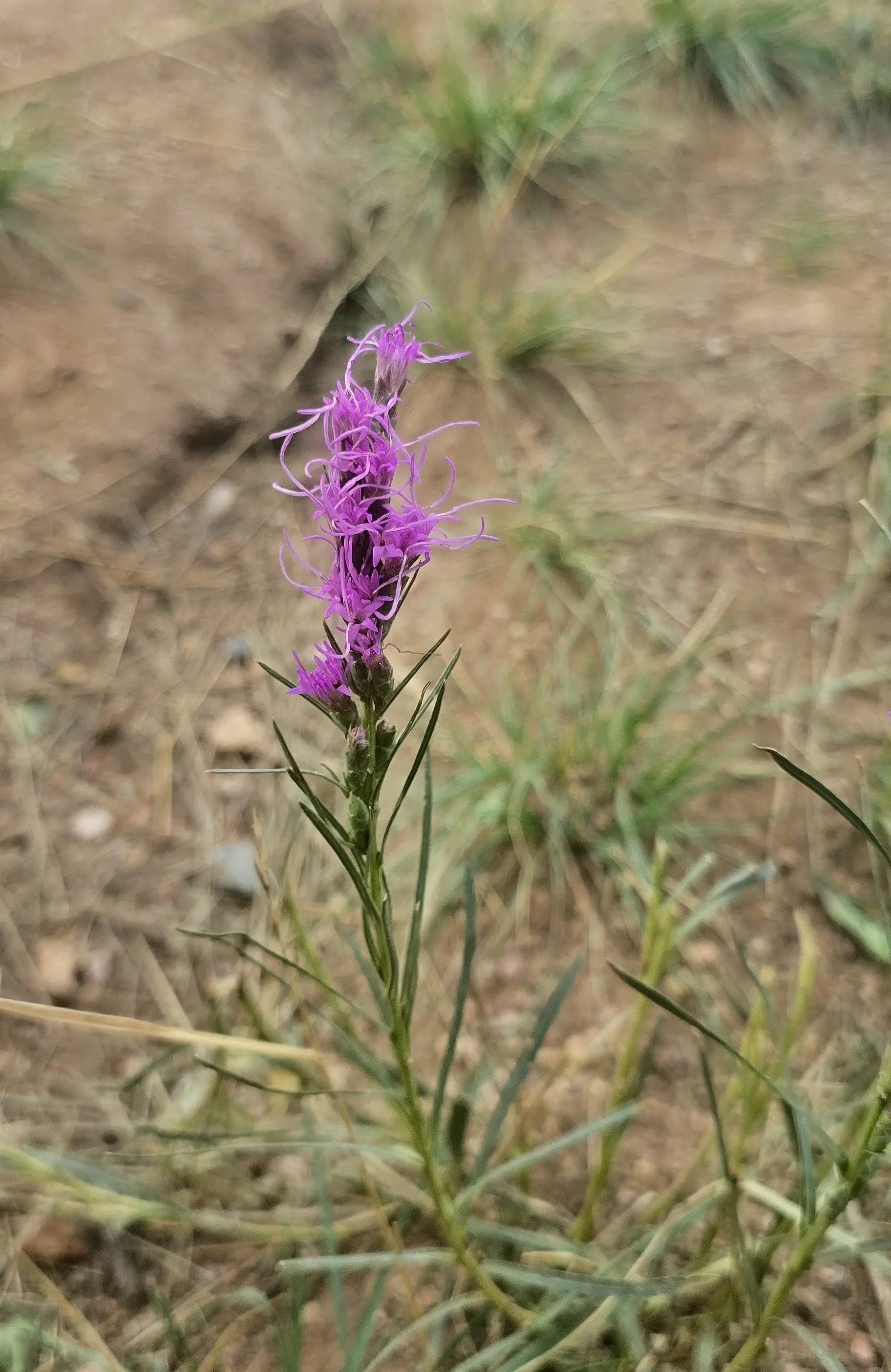 El Paso County Wildflower Project - Dotted Blazing Star