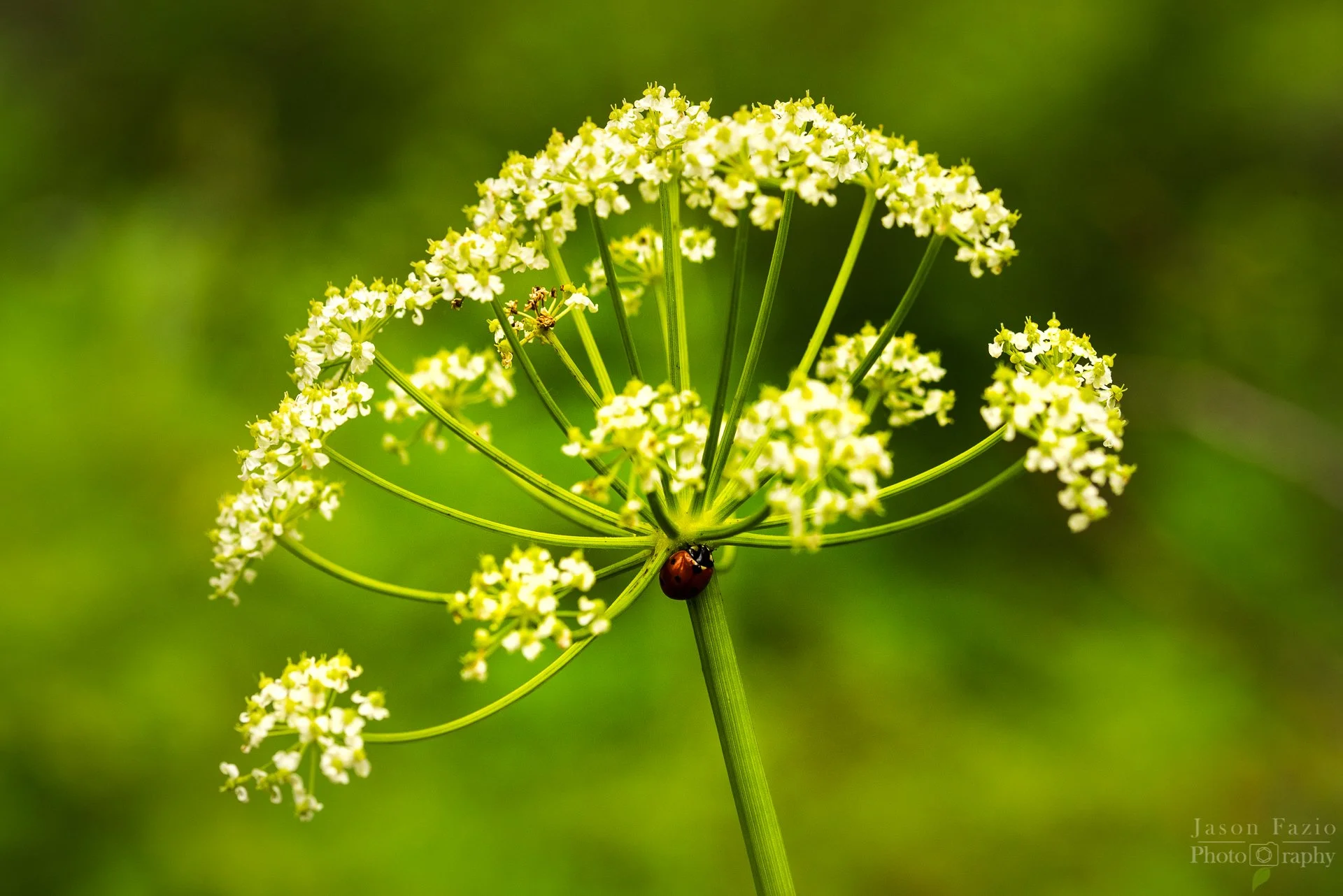 El Paso County Wildflower Project - Osha