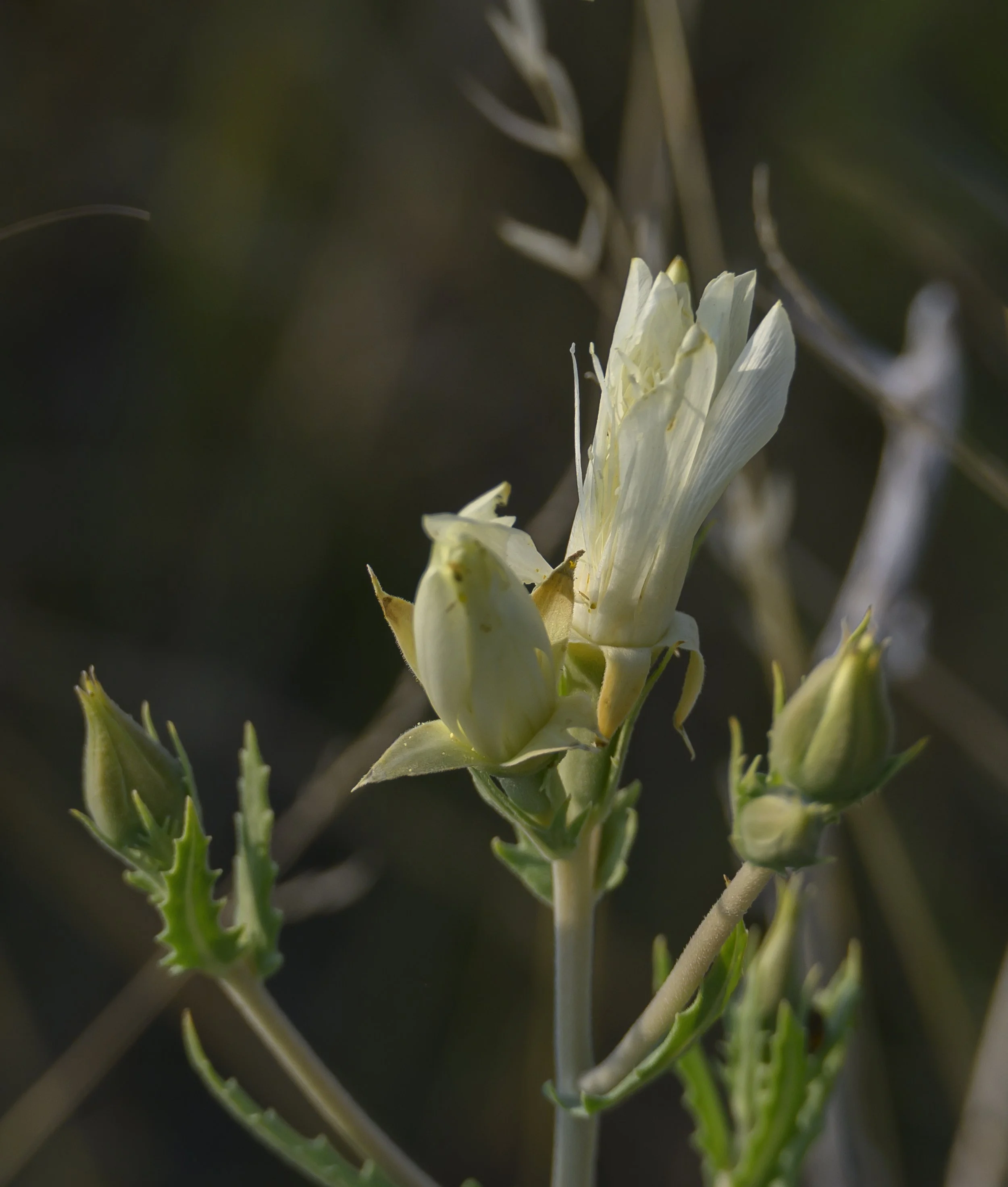 El Paso County Wildflower Project - Bractless Blazing Star - David Bowers