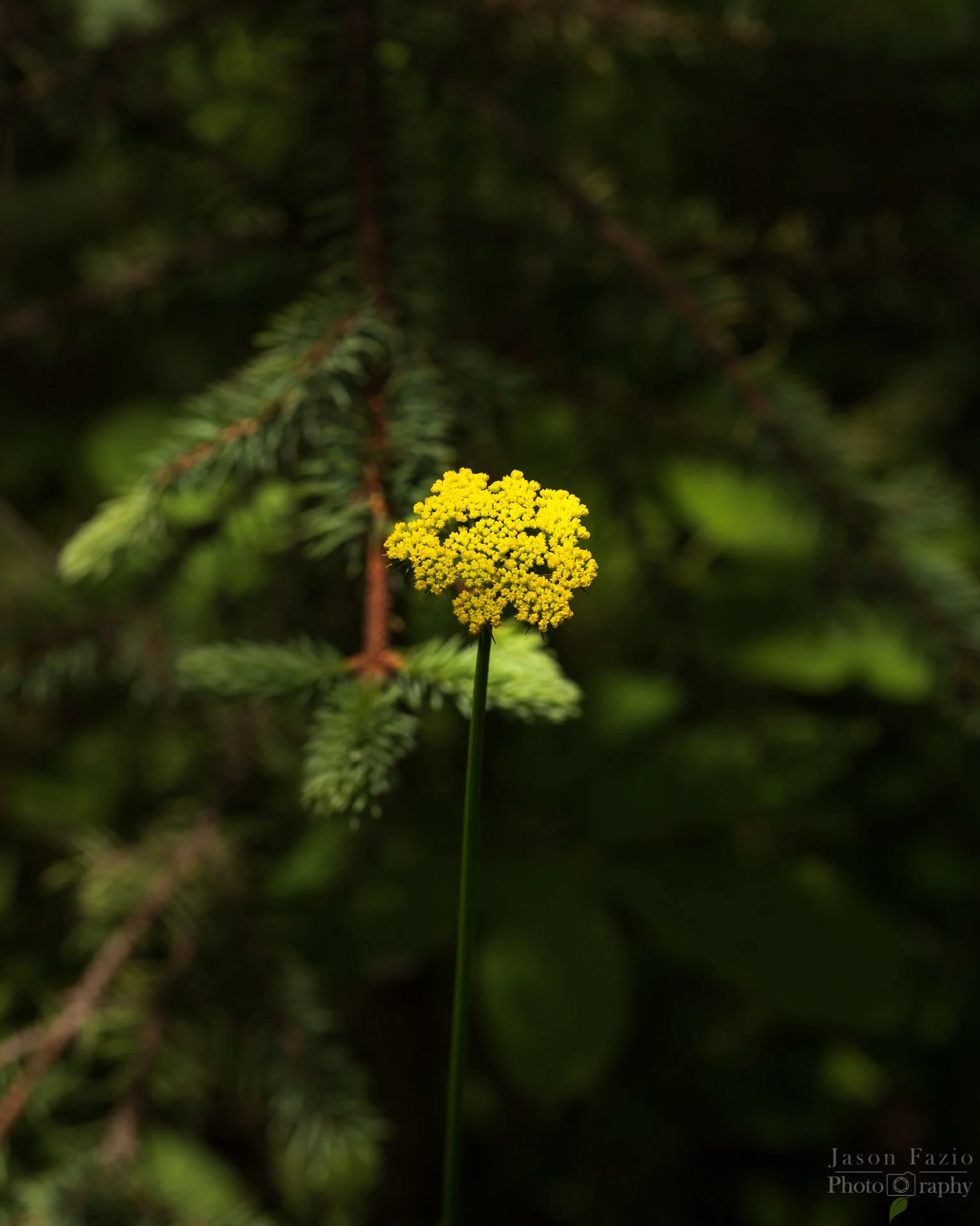 El Paso County Wildflower Project - Alpine False Springparsley