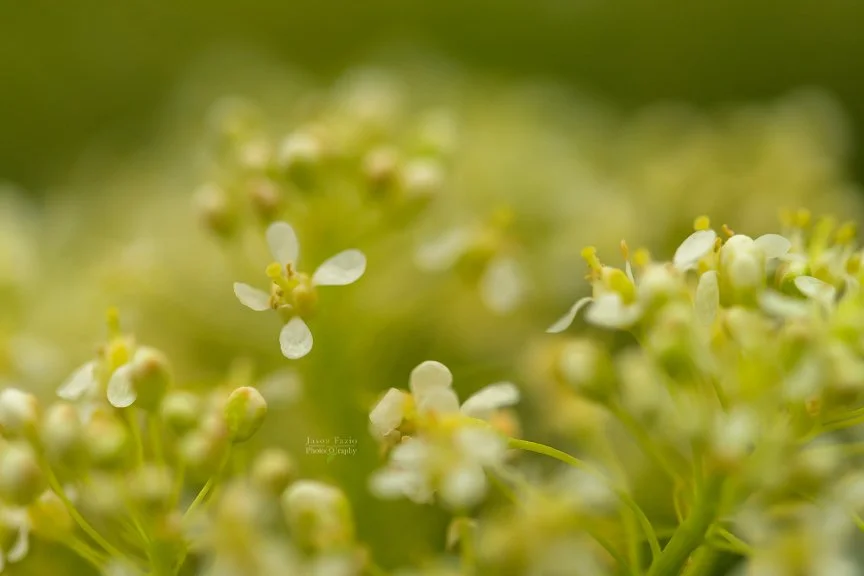 El Paso County Wildflower Project - Heart-podded Hoary Cress - Jason Fazio