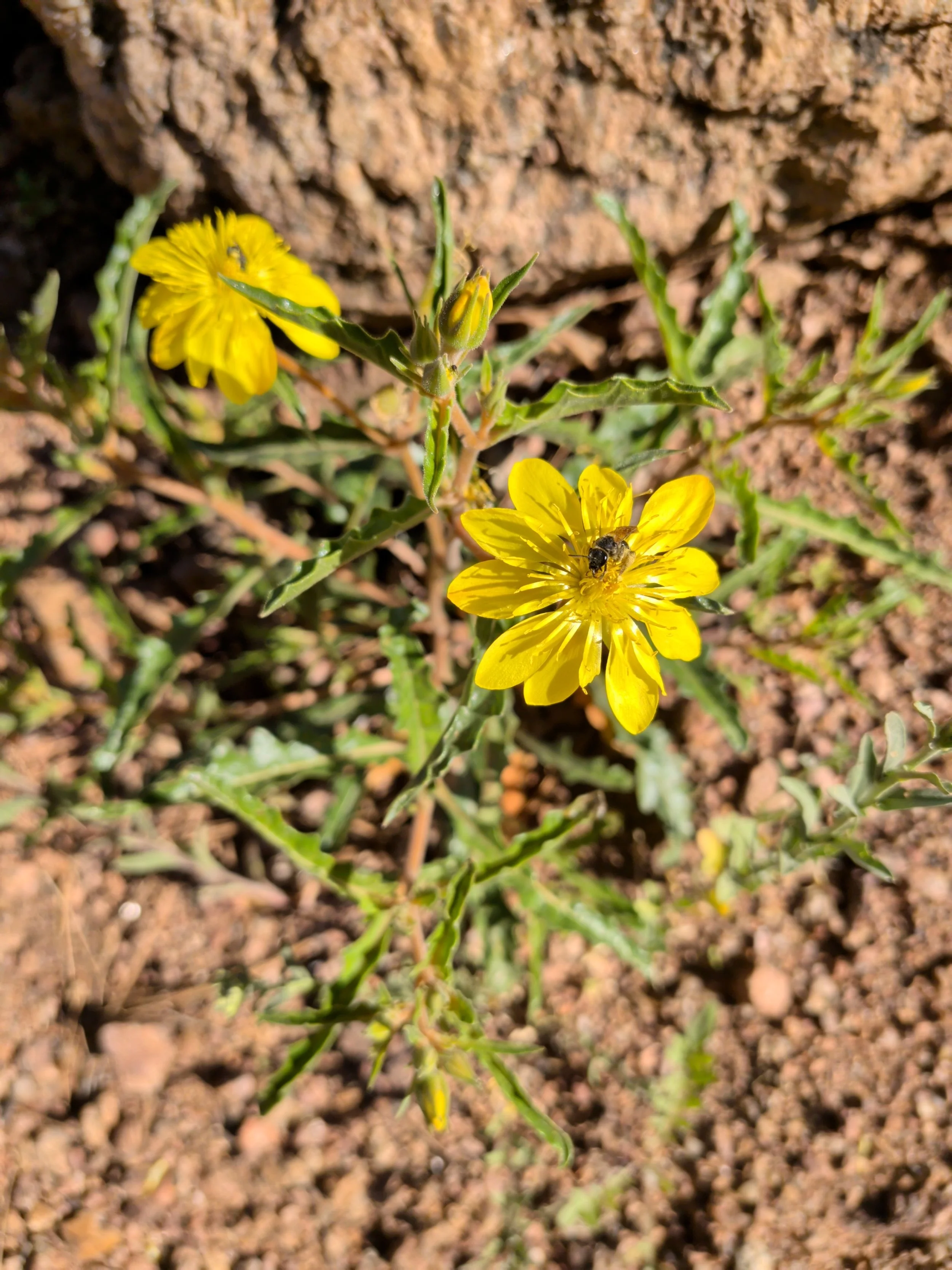 El Paso County Wildflower Project - Jeweled Blazingstar
