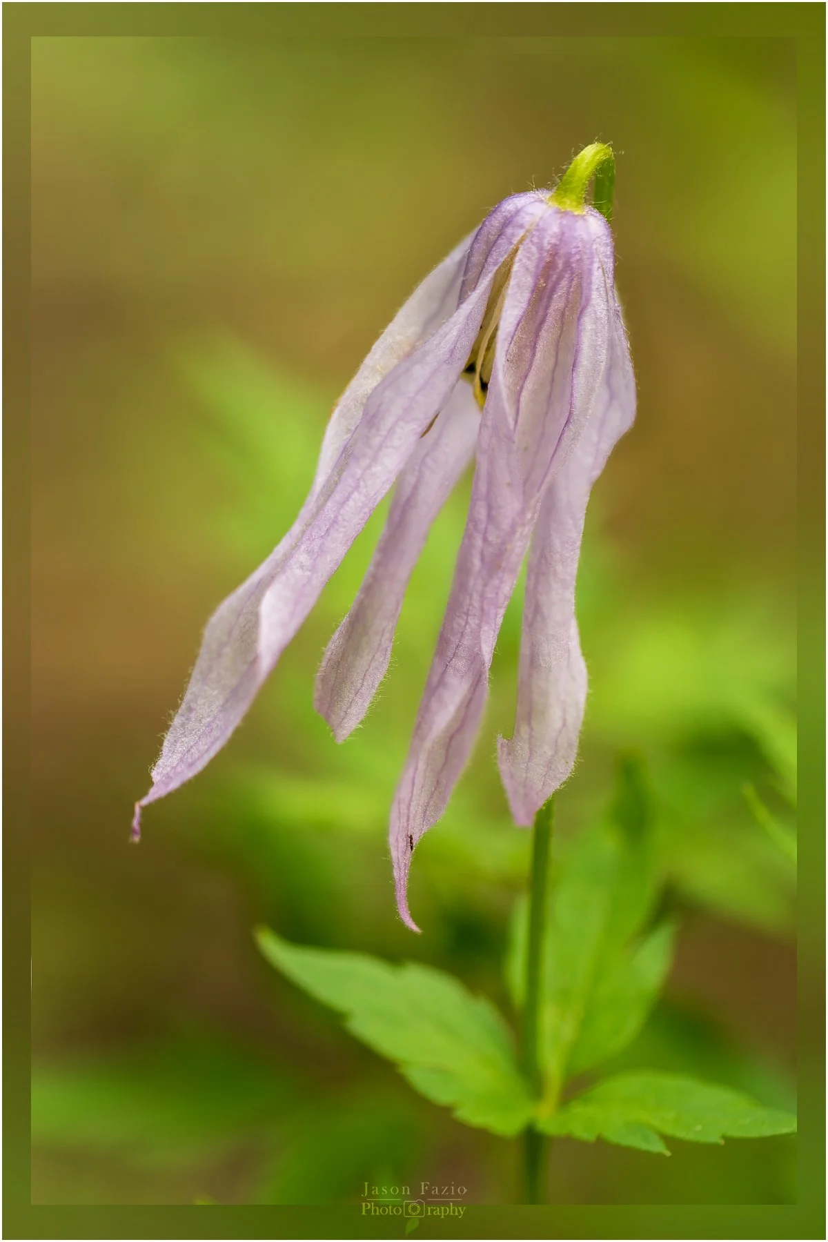 El Paso County Wildflower Project Blue Clematis