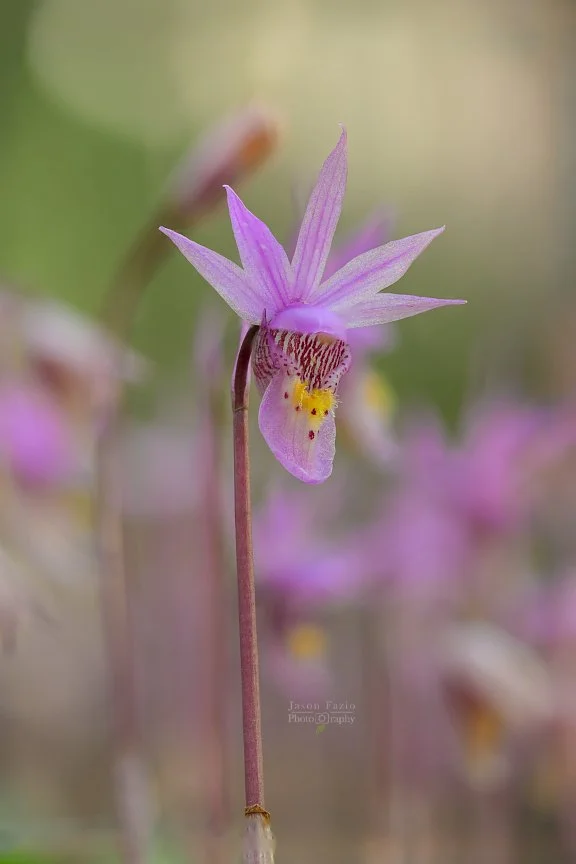 El Paso County Wildflower Project - Fairy Slipper Orchid