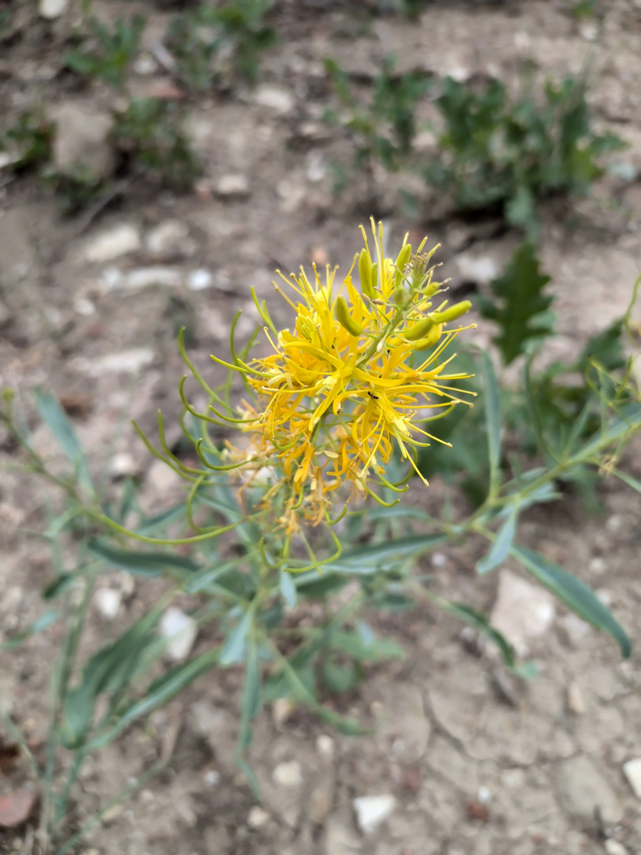 El Paso County Wildflower Project - Desert Prince's Plume - Bob Falcone