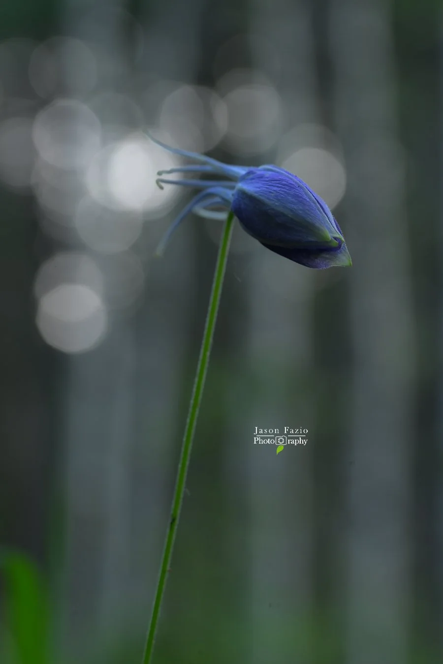 Blue Columbine flower bud photographed at f/9 with more of the flower in focus, smaller bokeh highlights, and Aspen trunks becoming more recognizable in the background.