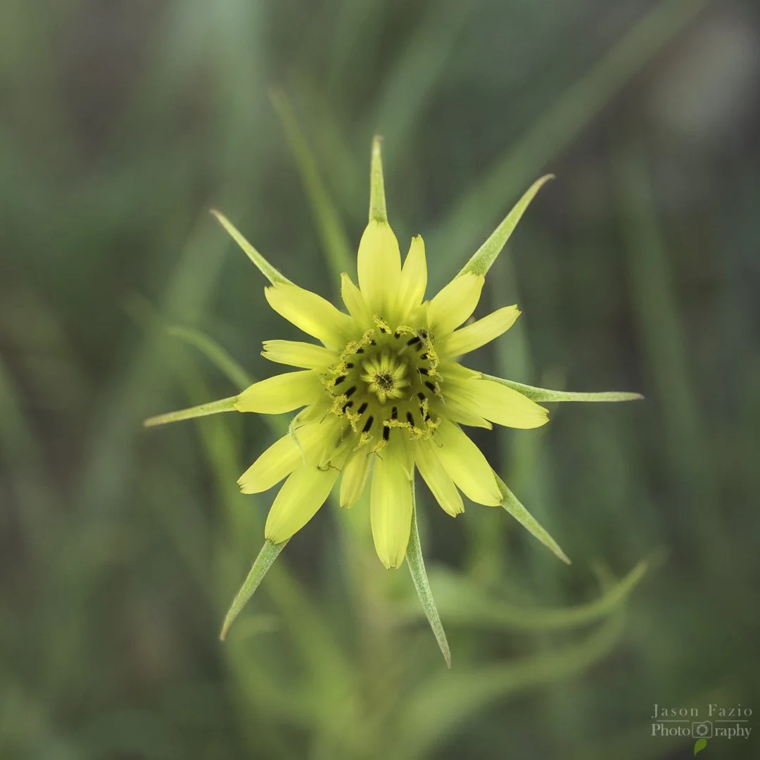 El Paso County Wildflower Project - Yellow Salsify