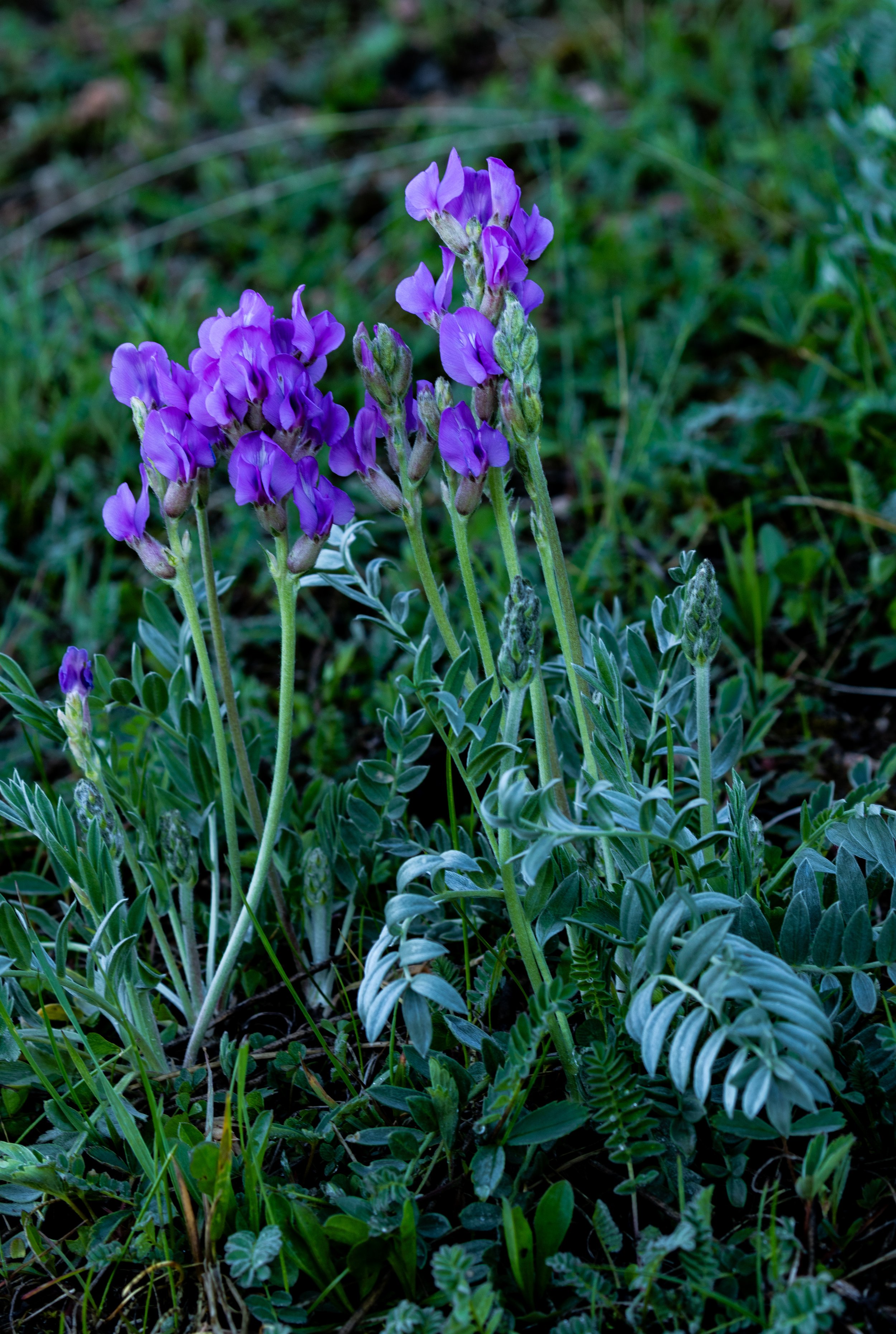 El Paso County Wildflower Project - Field Milk Vetch