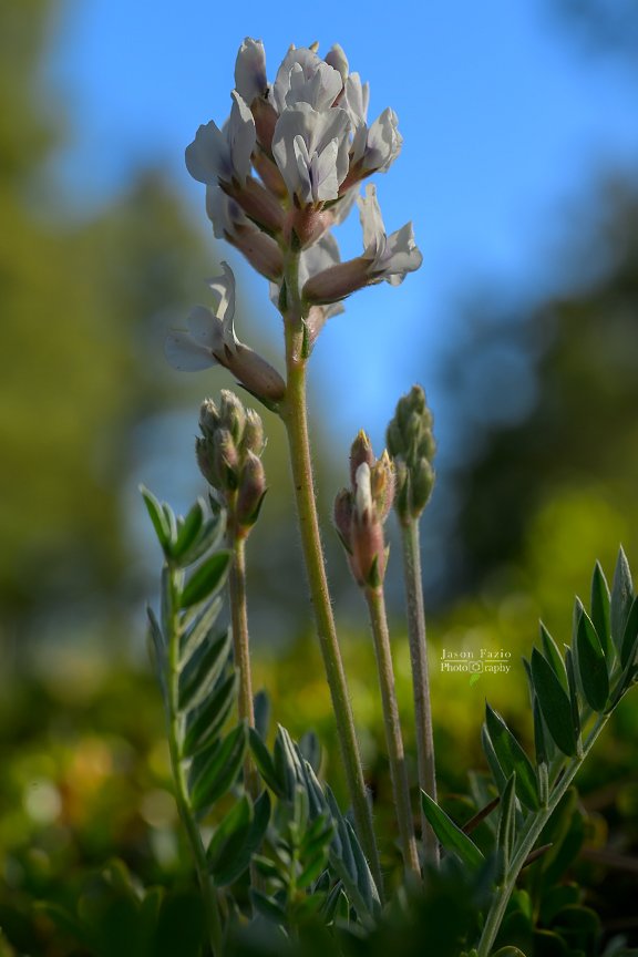 El Paso County Wildflower Project - White Point-vetch