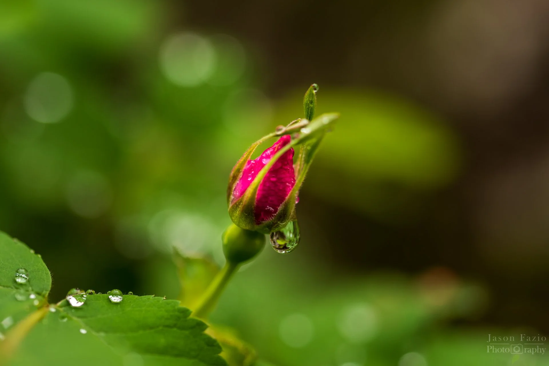 El Paso County Wildflower Project - Woods' Rose