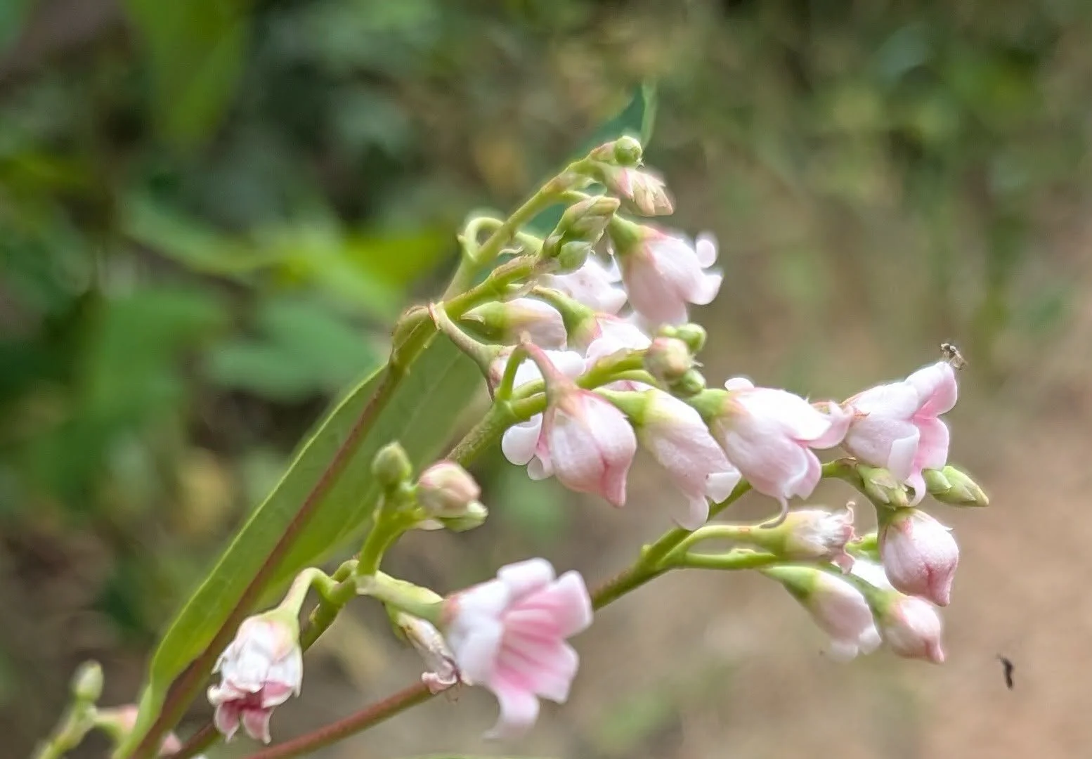 El Paso County Wildflower Project - Spreading Dogbane