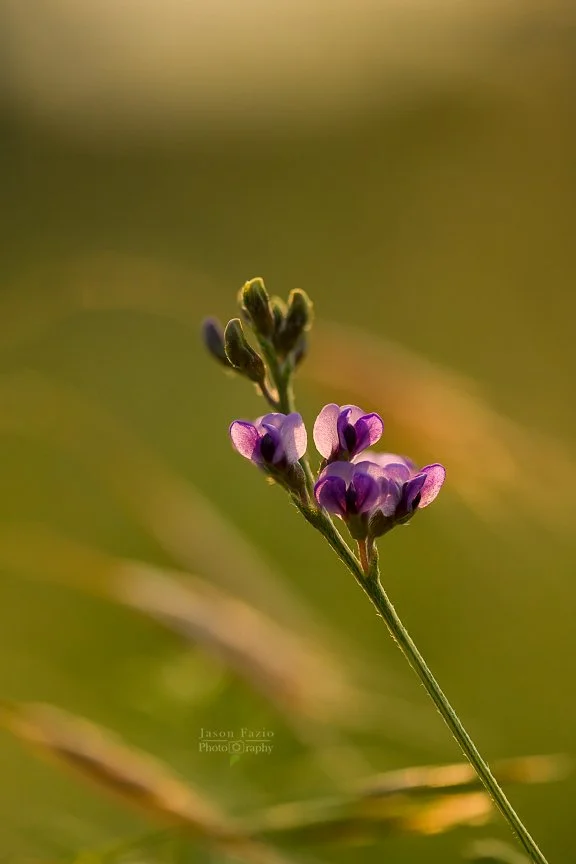 El Paso County Wildflower Project - Slimflower Scurfpea - Jason Fazio