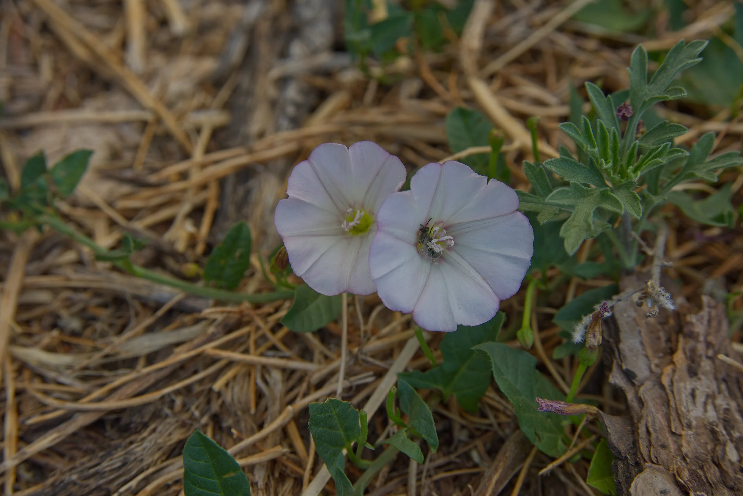 El Paso County Wildflower Project Field Bindweed