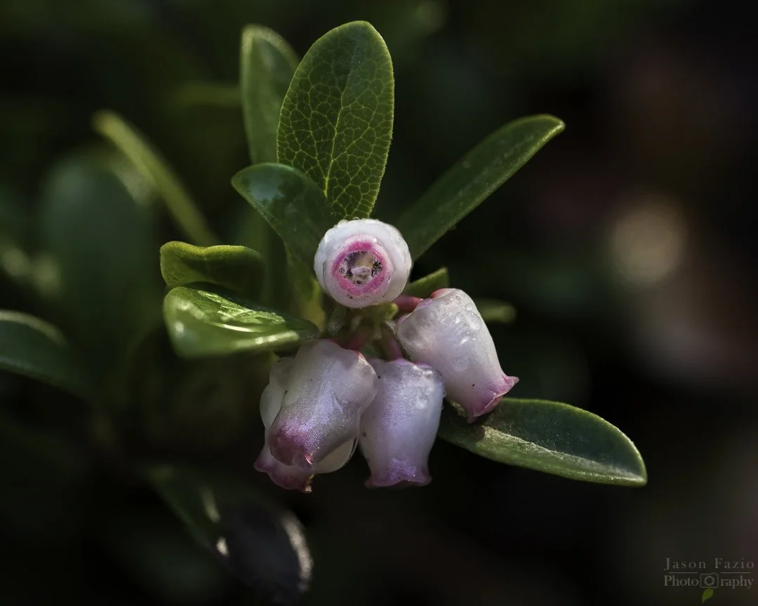 El Paso County Wildflower Project - Kinnikinnick