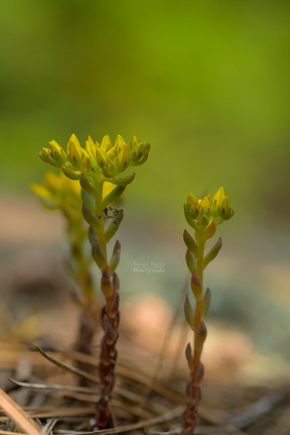 El Paso County Wildflower Project - Lanceleaf Stonecrop - Jason Fazio