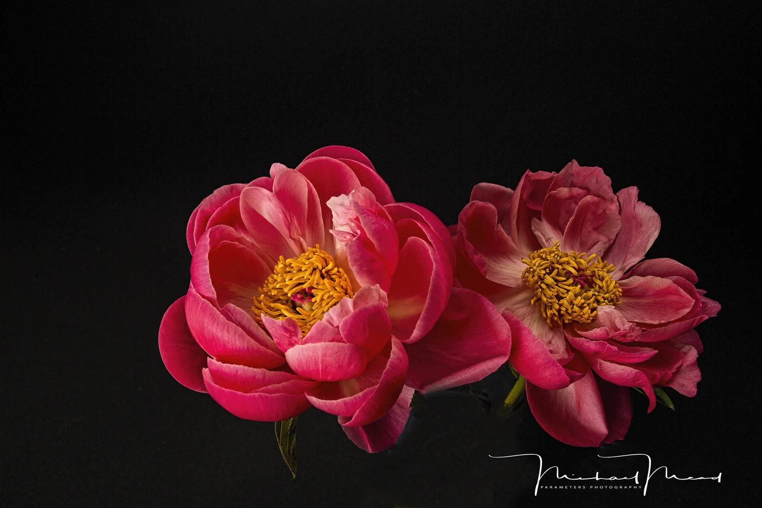 Two Pink Peonies — Parameters Photography
