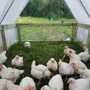 Whole Chicken (4.6-5 lbs) — Nature Nine Farms — Sustainable