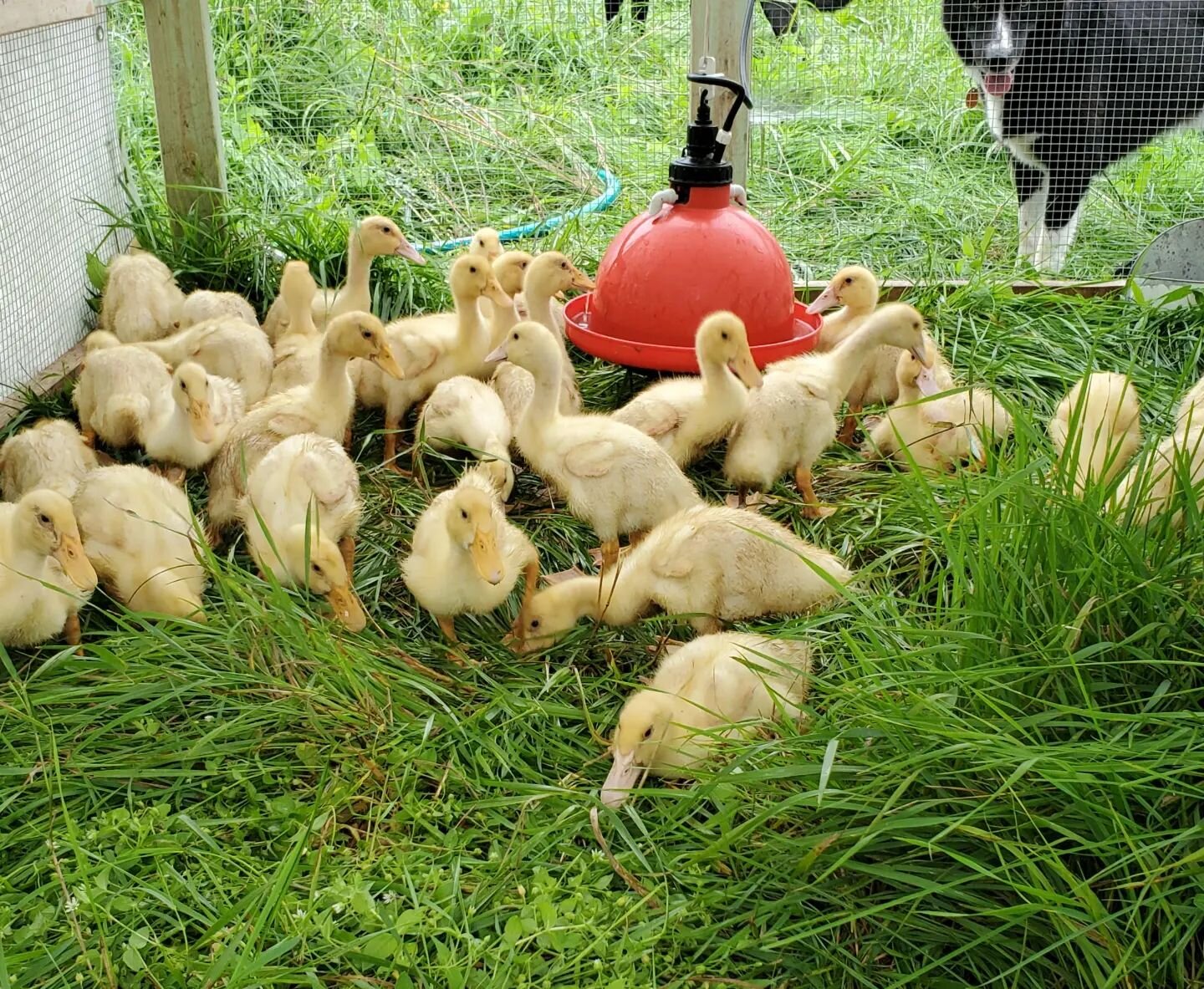 Ducklings moved out to pasture this morning
🦆🌱☀️