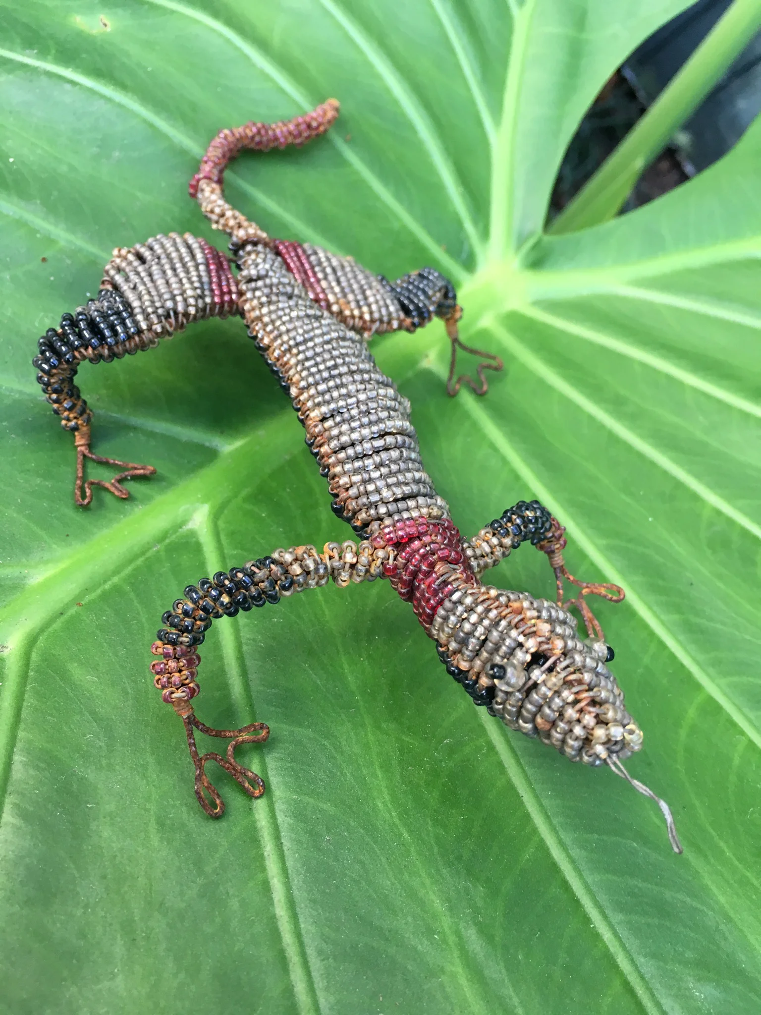 lizard.jpg