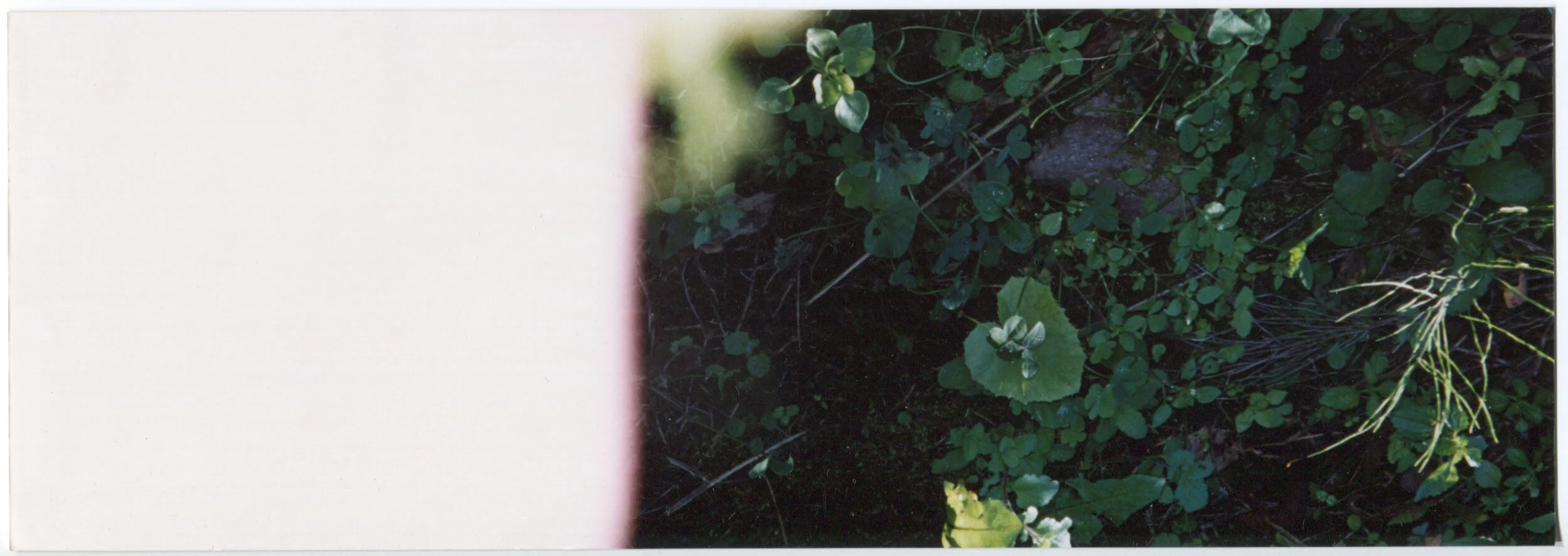 plants-wiode_low.jpg