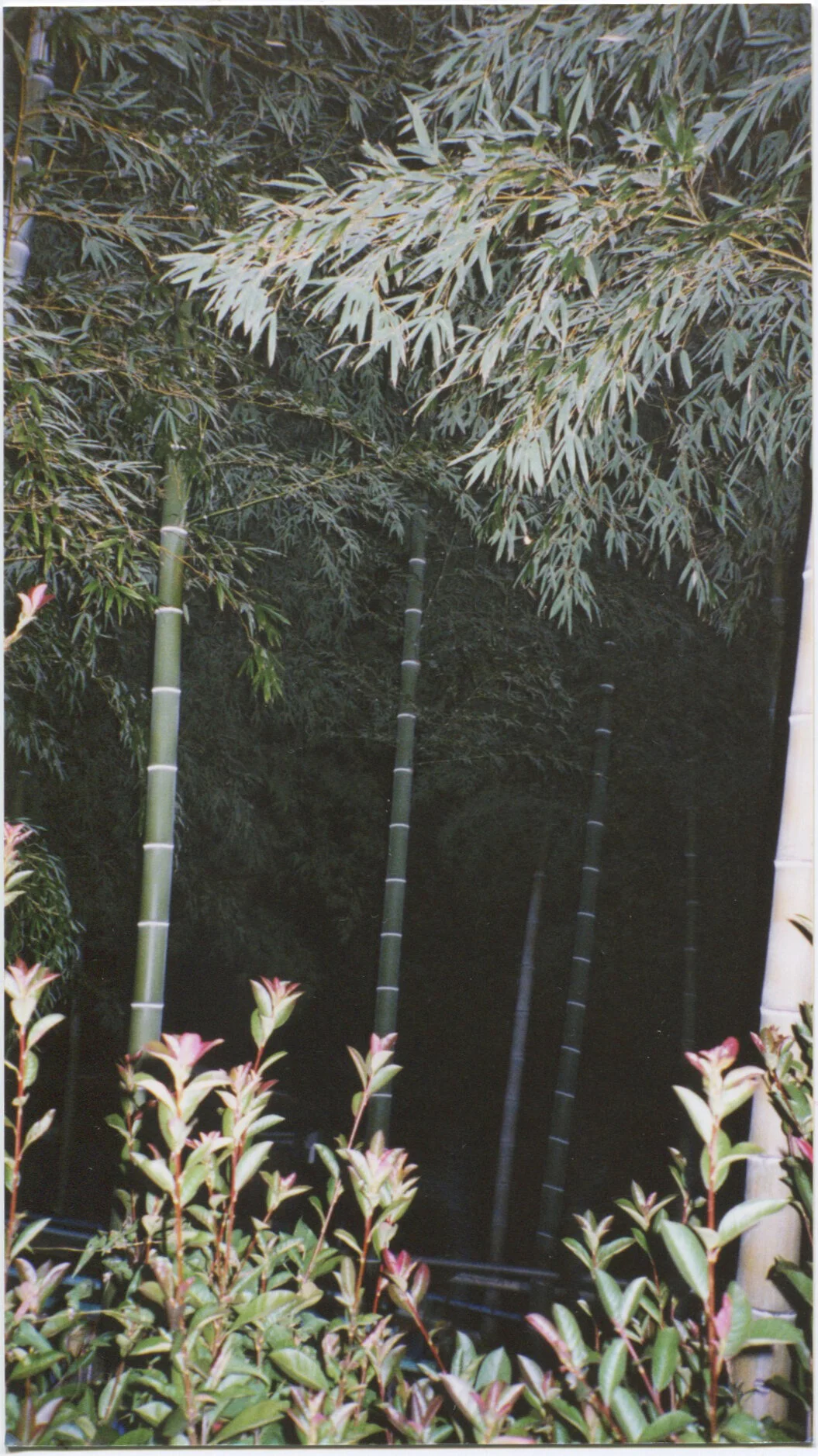 bamboo_low.jpg