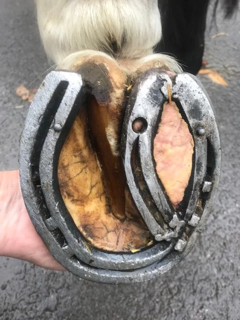 VinnieShoe_5536.jpg