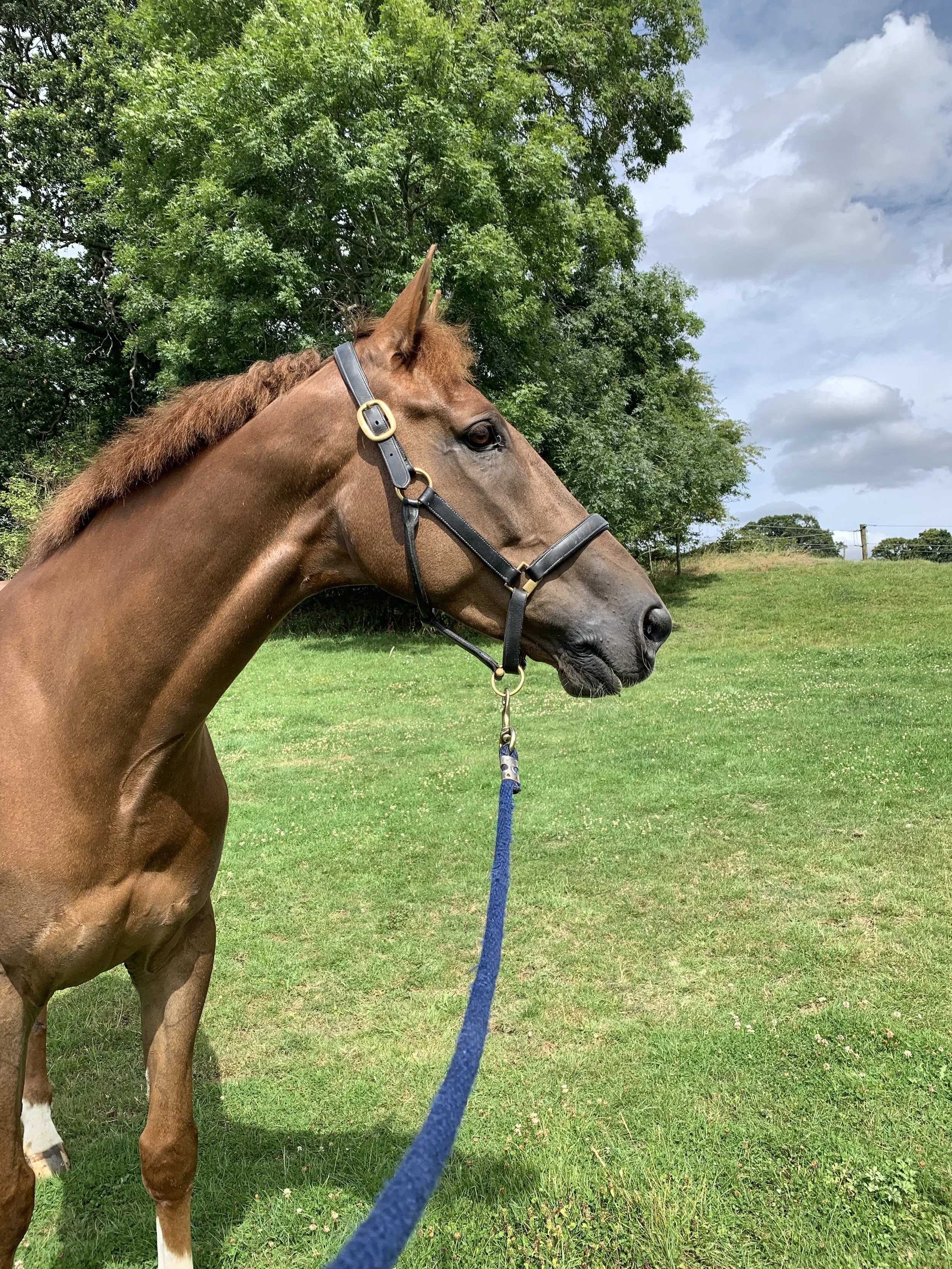 The Partner having some down time at NAF International Hartpury Horse Trials
