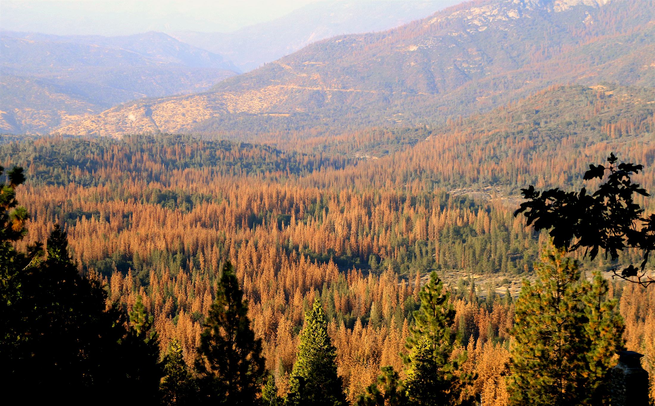 Dead trees in the Sierra Nevadas Photo by Sylas Wright 2016