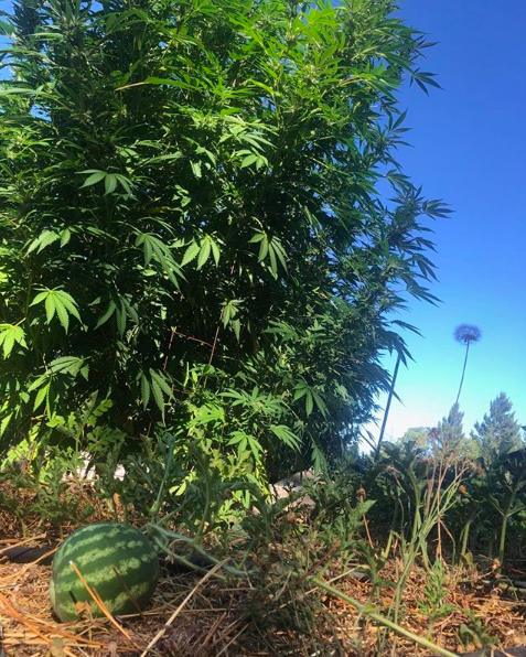 Companion planting at it’s finest! Source: One Feather Ranch on Instagram