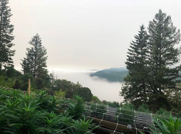 Happy plants enjoying the view atop One Feather Ranch. Source: Instagram