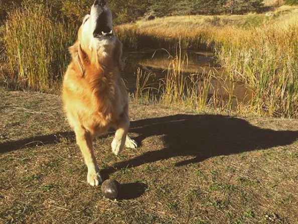 Winston, one of the happiest pups we’ve ever seen!