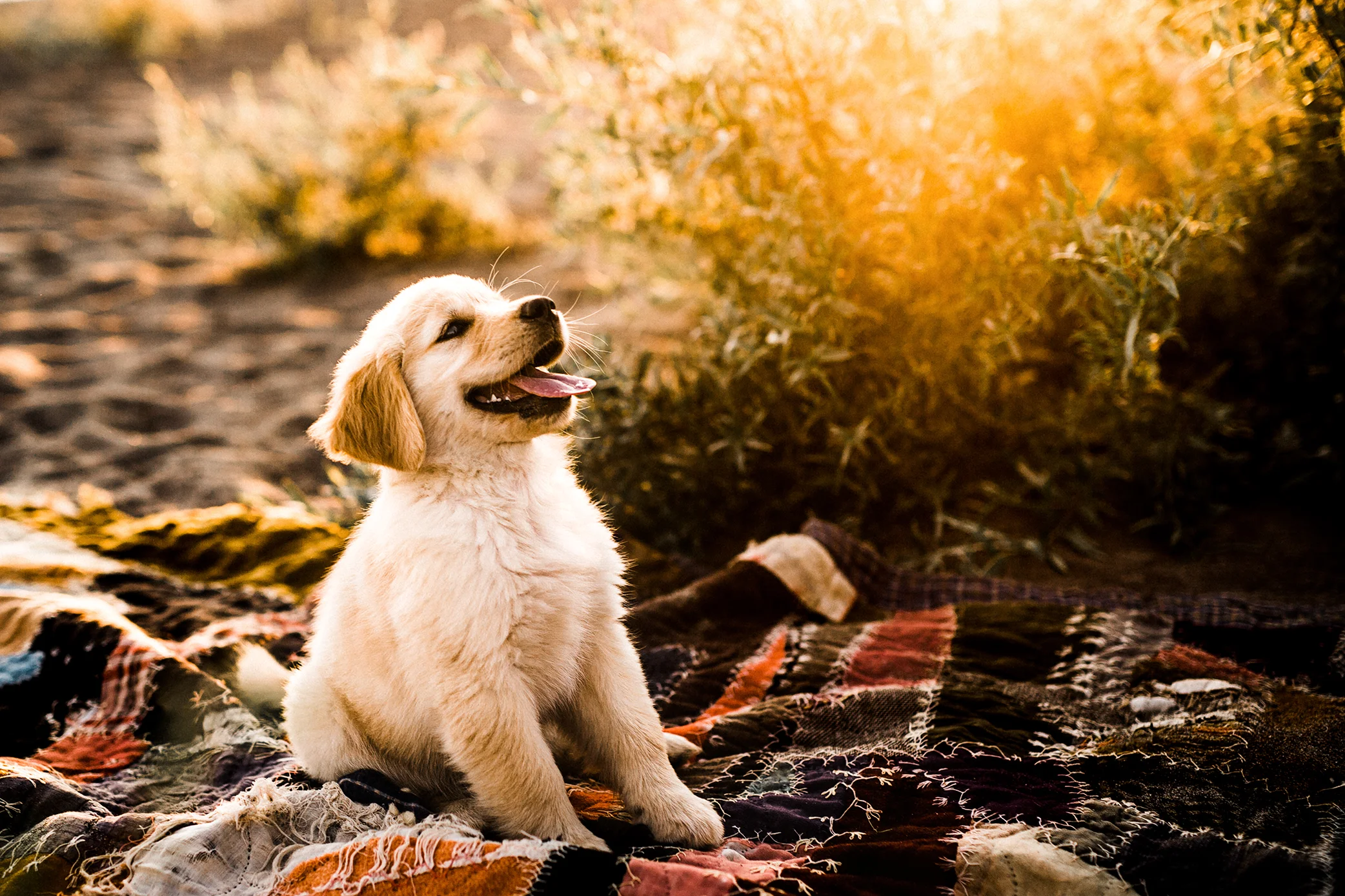 Portland, Oregon Pet Photography