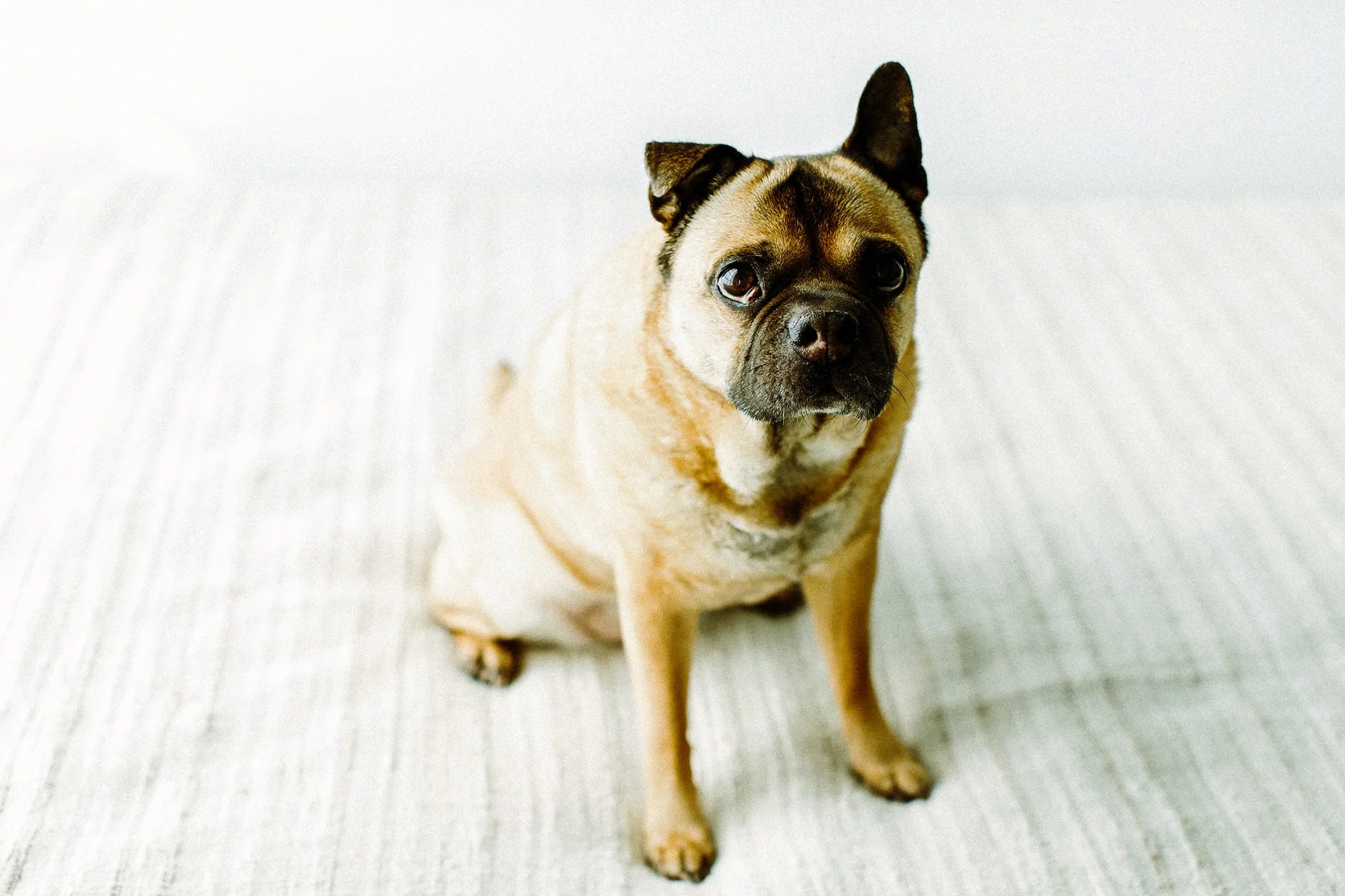 Portland, Oregon Pet Photography