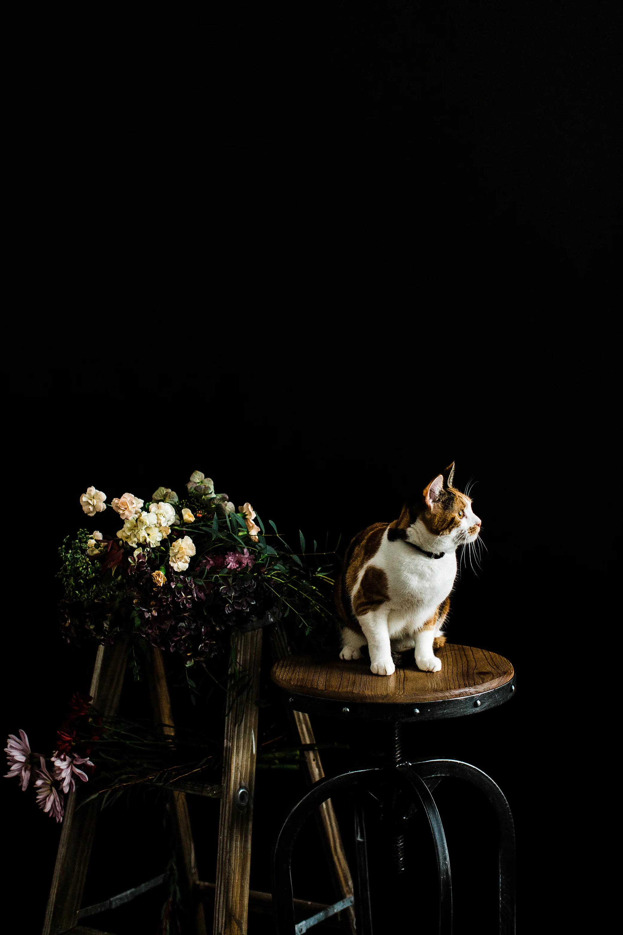 Portland, Oregon Pet Photography