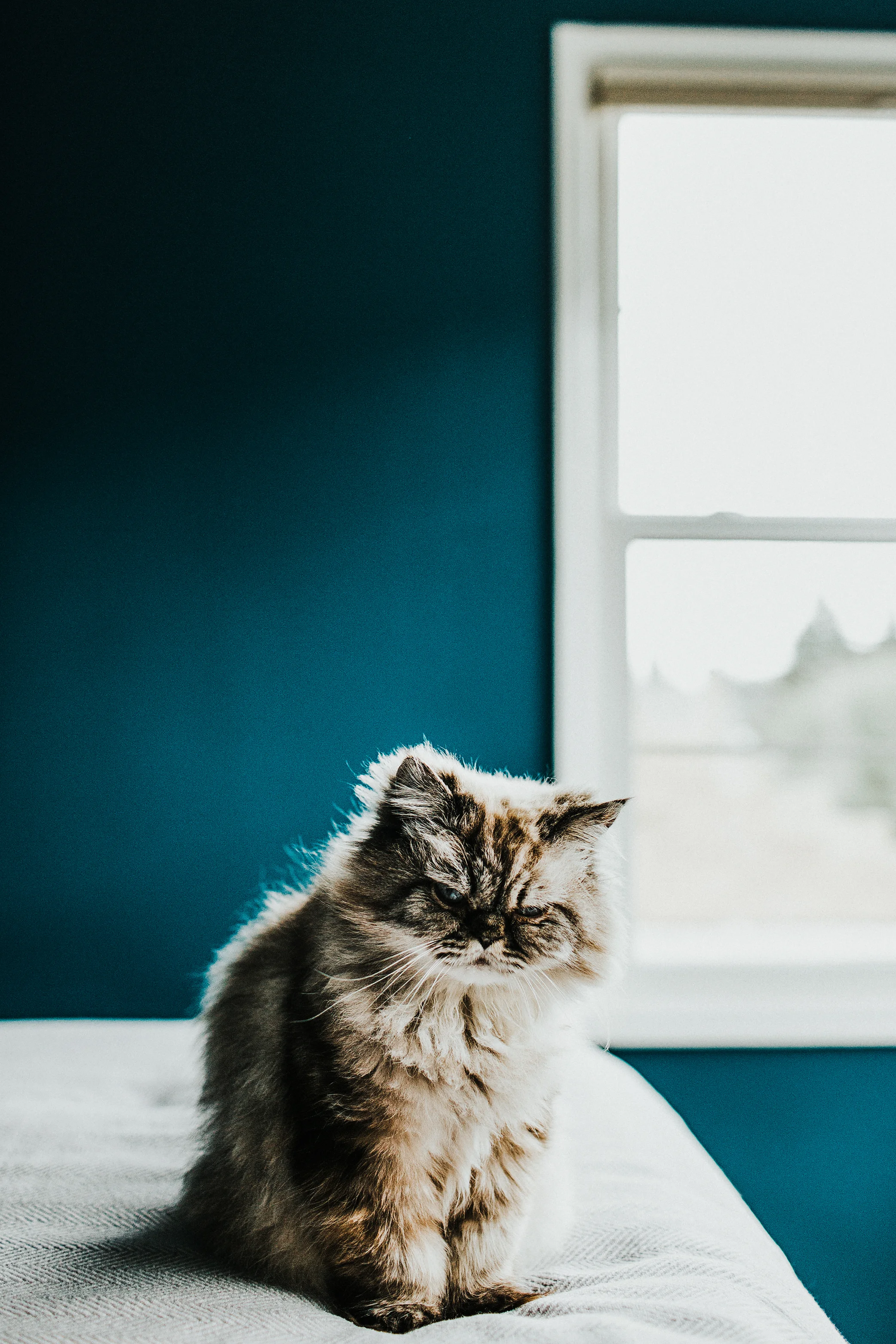 Portland, Oregon Pet Photography