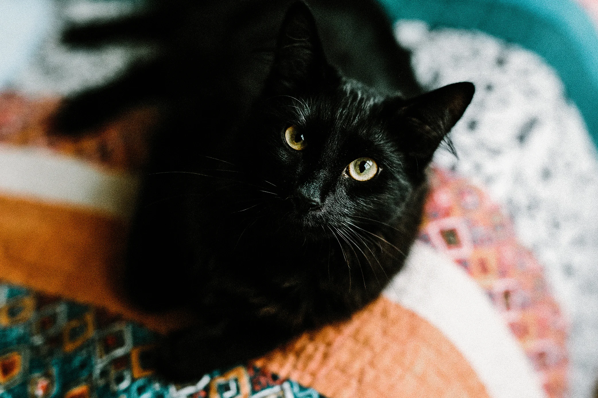 Portland, Oregon Pet Photography