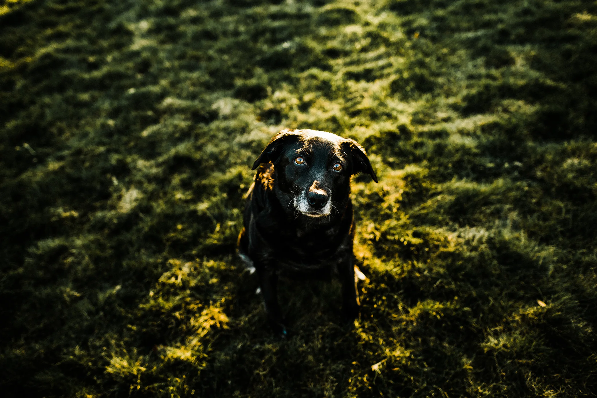 Portland, Oregon Pet Photographer