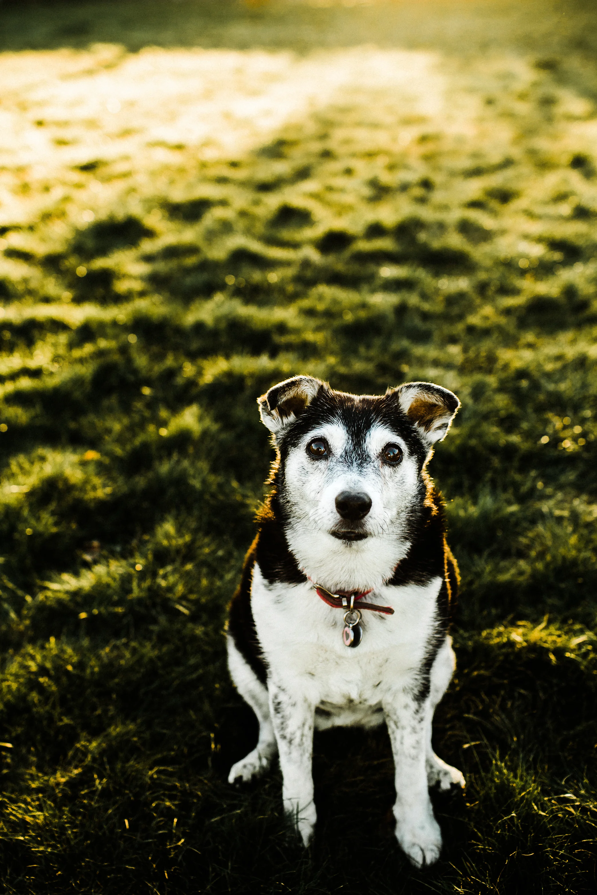 Portland, Oregon Pet Photography