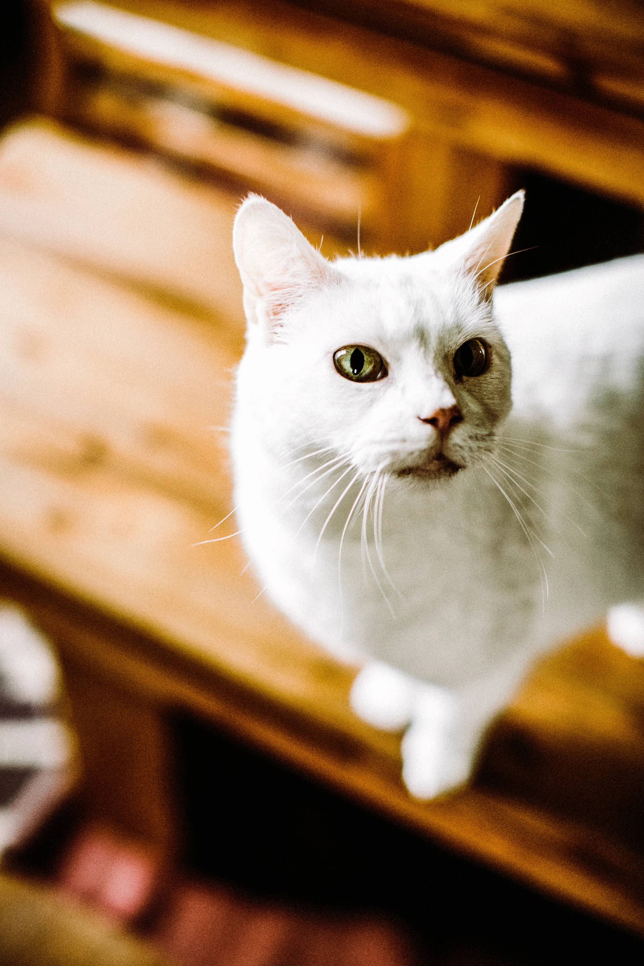 Portland, Oregon Pet Photography